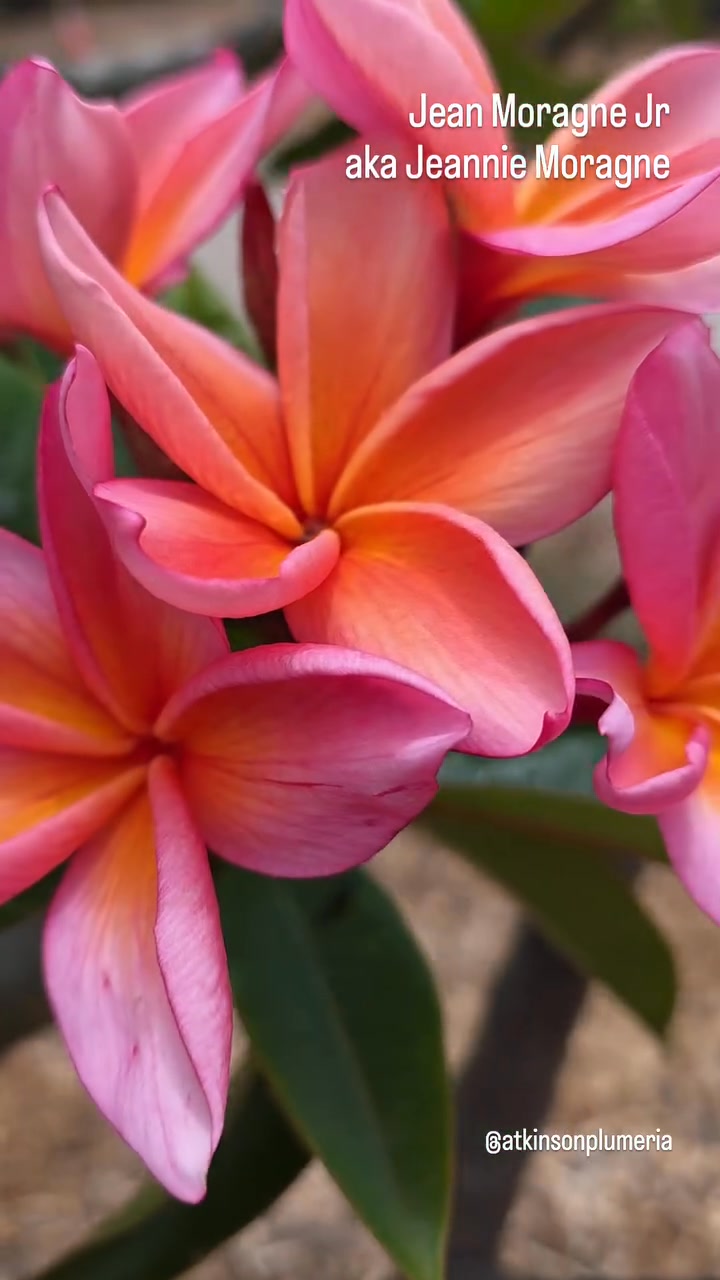 The bold, bright summer colors of Jean Moragne Jr/Jeannie Moragne