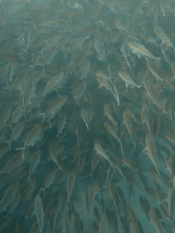 Kanyanut Raengnarong