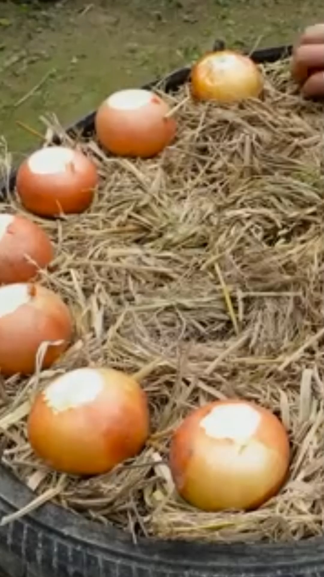 How to Plant Onion Sets 🧅 Easy Onion Growing at | New Experiance | Facebook