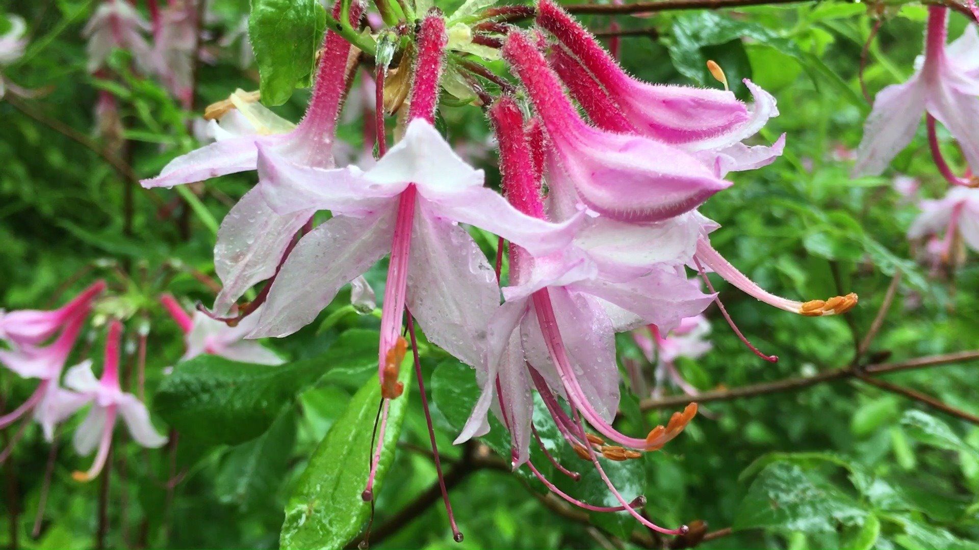 This incredibly, beautiful native azalea, Rhododendron periclymenoides ...