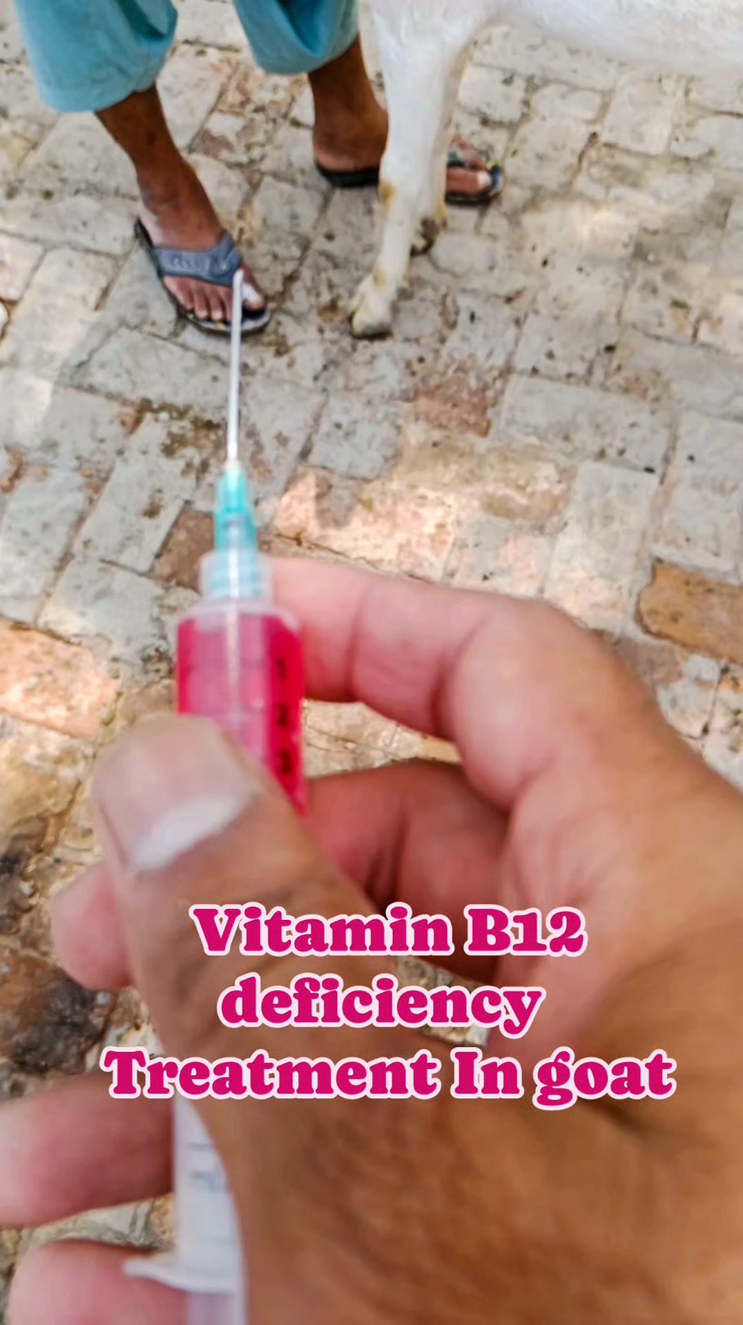 goat b12 injection Vit for backyard goats without prescription or when your livestock rx pet medication Full/Deposit:Deposit MIC+B12 Injections