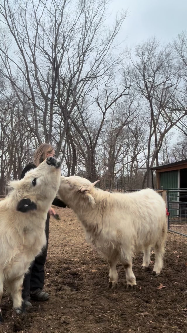 Moxy...the most dramatic cow to ever exist 😅 they sure love to be ...