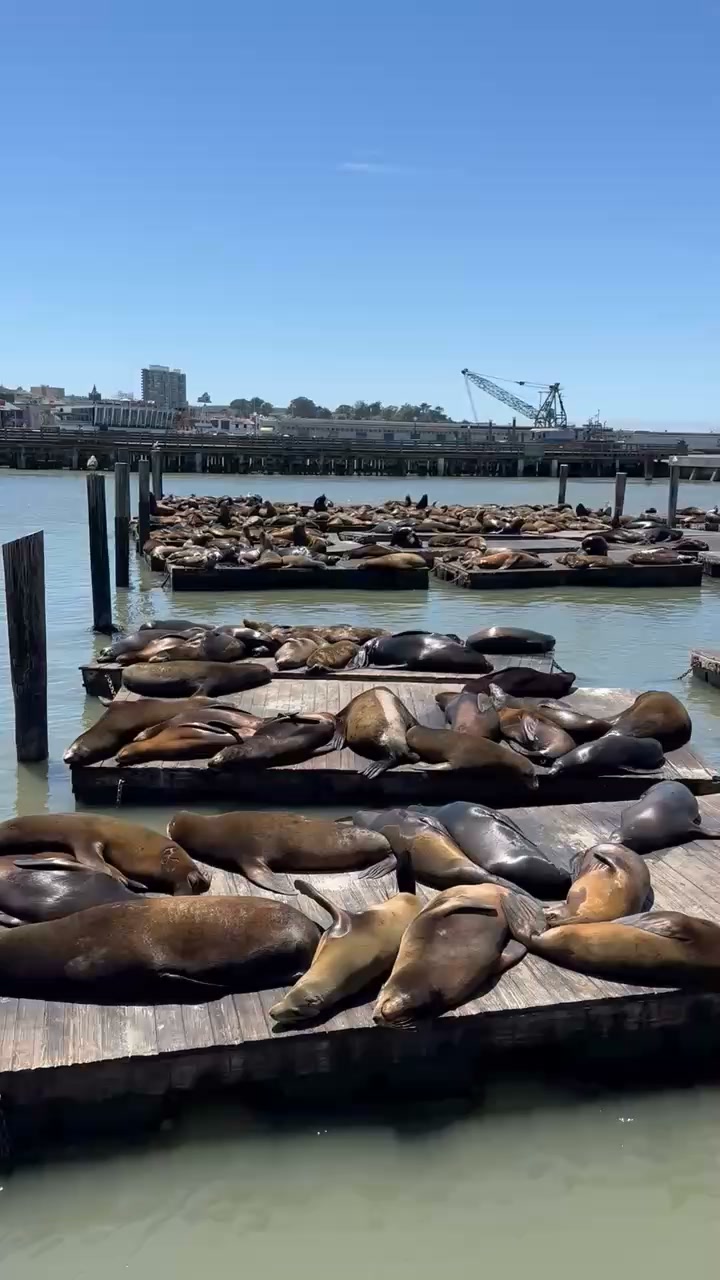 An extra-large sea lion has made its home at San Francisco's Pier