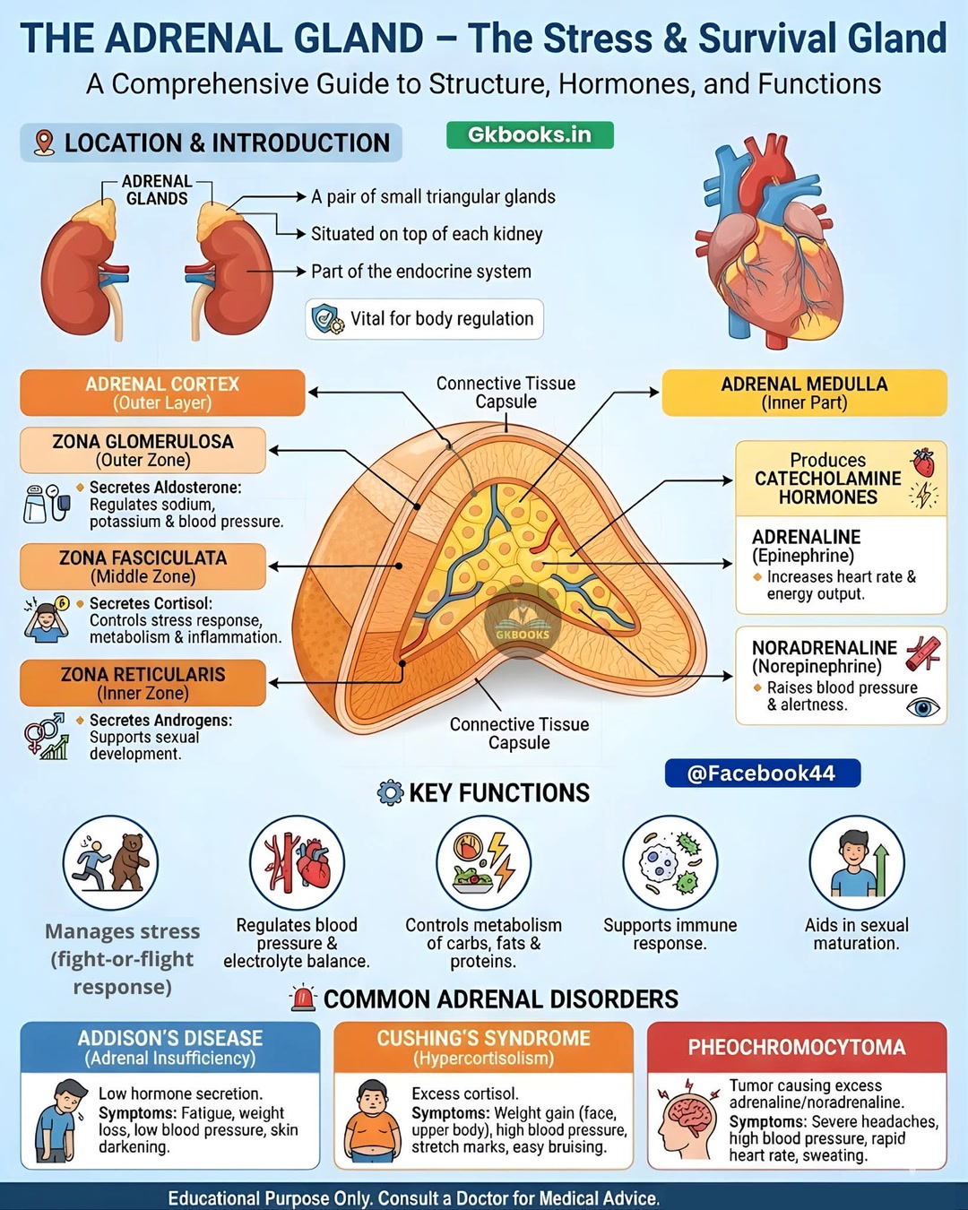 The adrenal glands are small but powerful endocrine glands located ...