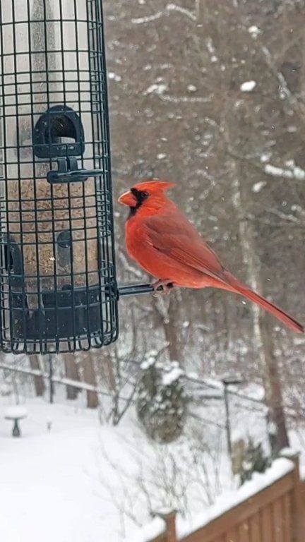 ️ handsome cardinal on a snowy day ️ #birdfeeder #birdwatching #birds # ...