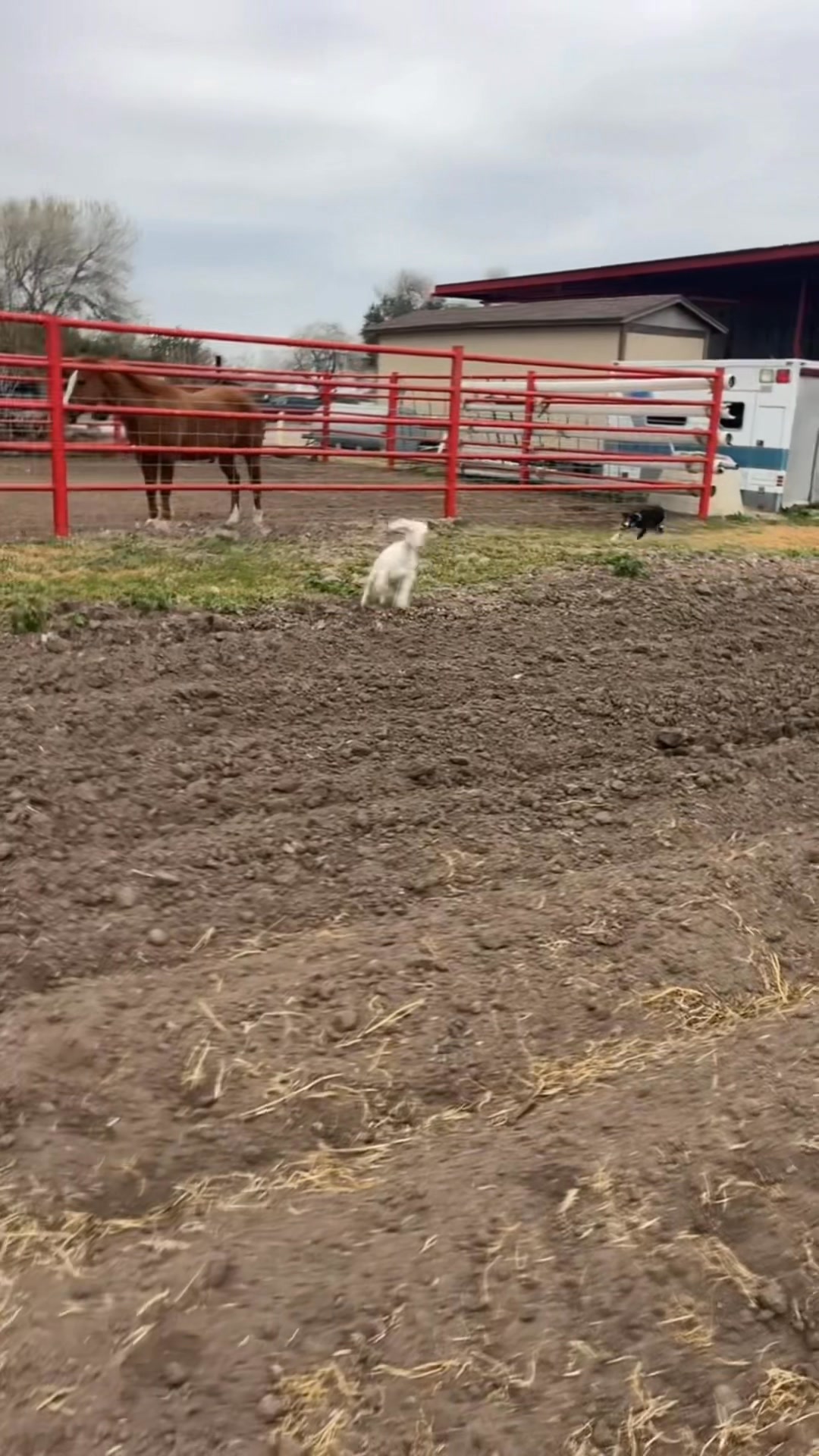Daisy 🐶 Triple A Farm & Ranch, LLC | Miguel Alaniz | Facebook