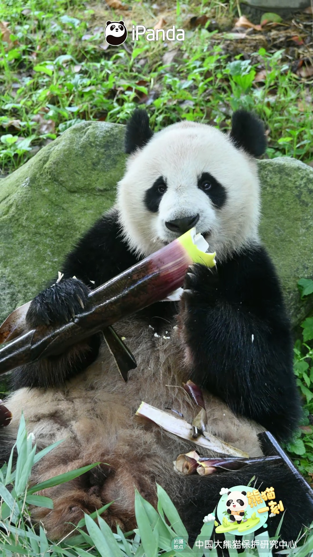Panda is cute at every angle - whether from the side or the back