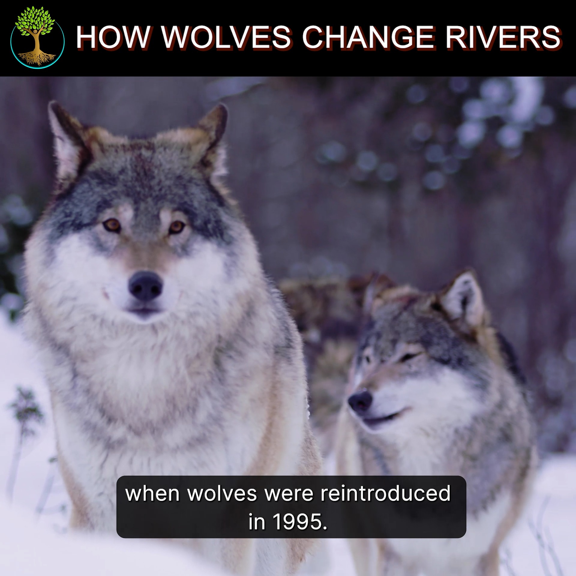 Embark on a journey to Yellowstone, where a few wolves did not just ...