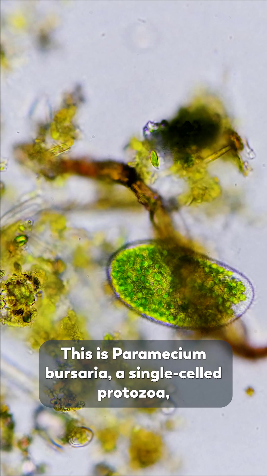 Journey to the Microcosmos