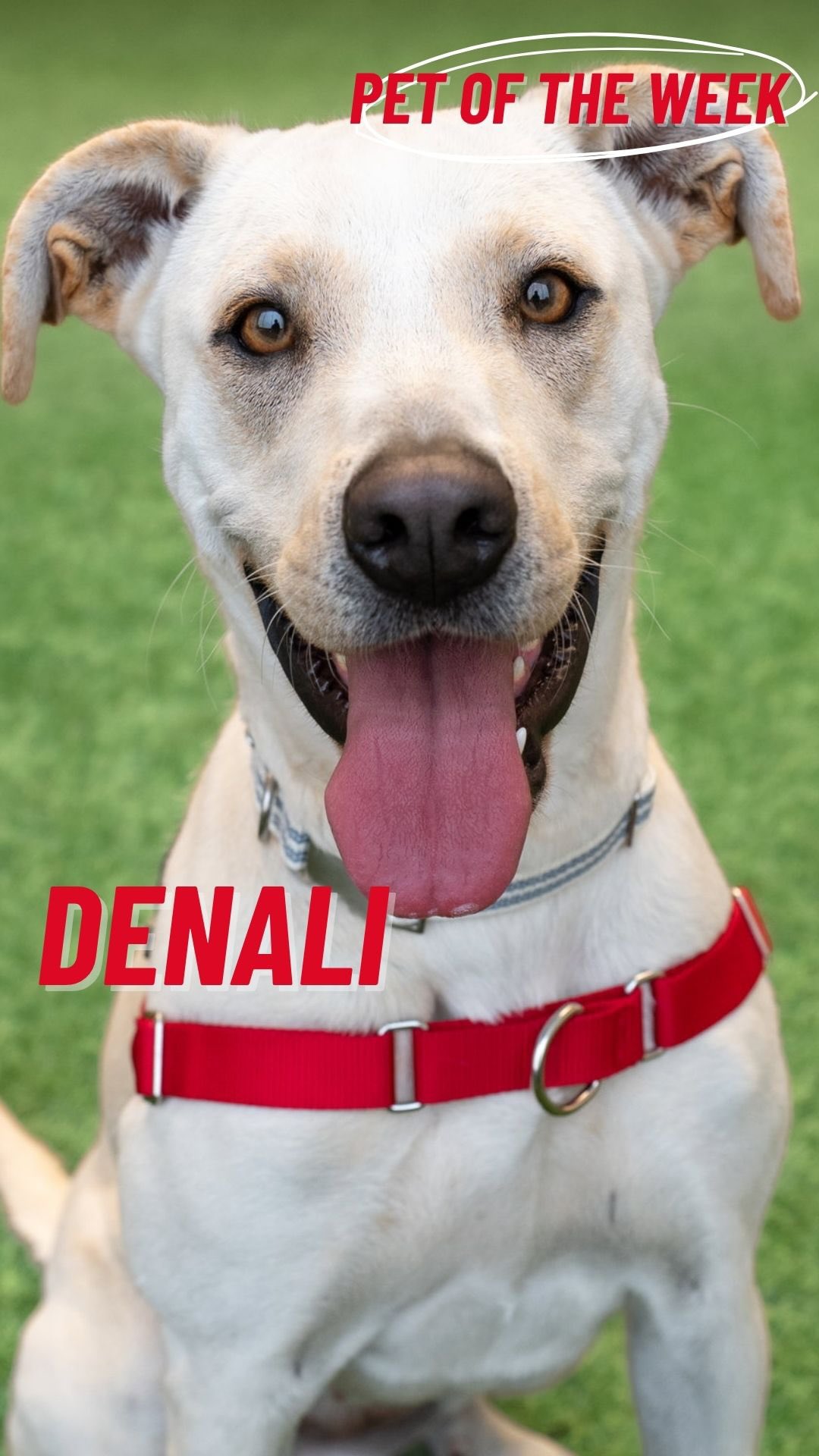 Peninsula Humane Society & SPCA | Burlingame CA