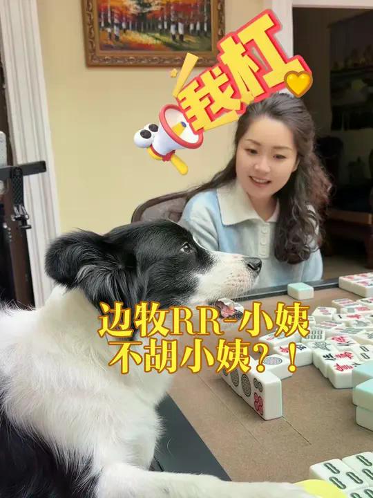 狗界赌神上线！🀄️自摸胡牌瞬间萌翻全场！ #萌宠出道计划 #成精的萌宠 #狗子成精了 #麻将麻将抖起来 #我不是人但你是真狗 @边牧RR-爸爸 ...