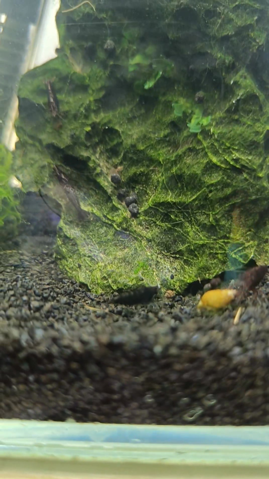 Stunning A grade discus at R895ea | Fantasea Aquarium and Pet | Facebook