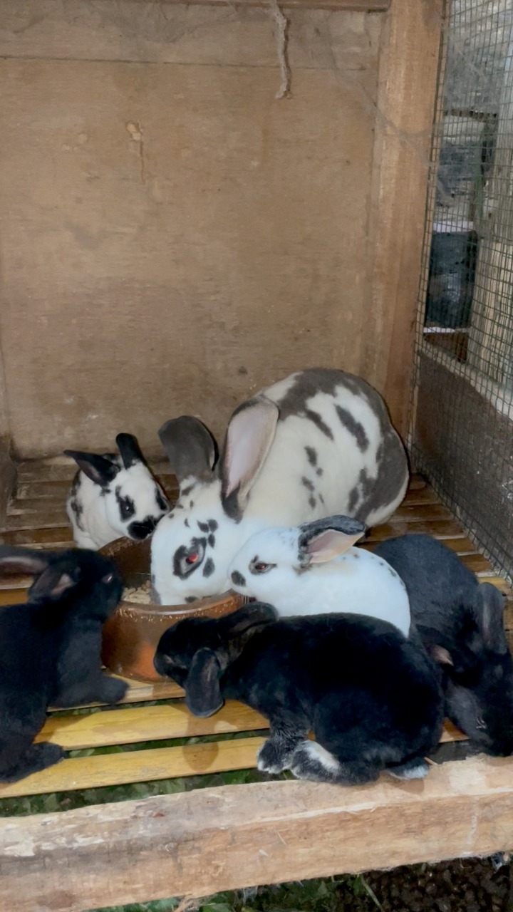 Love in the wild #rabbit #bunny #animals #trendingreels #arnab ...