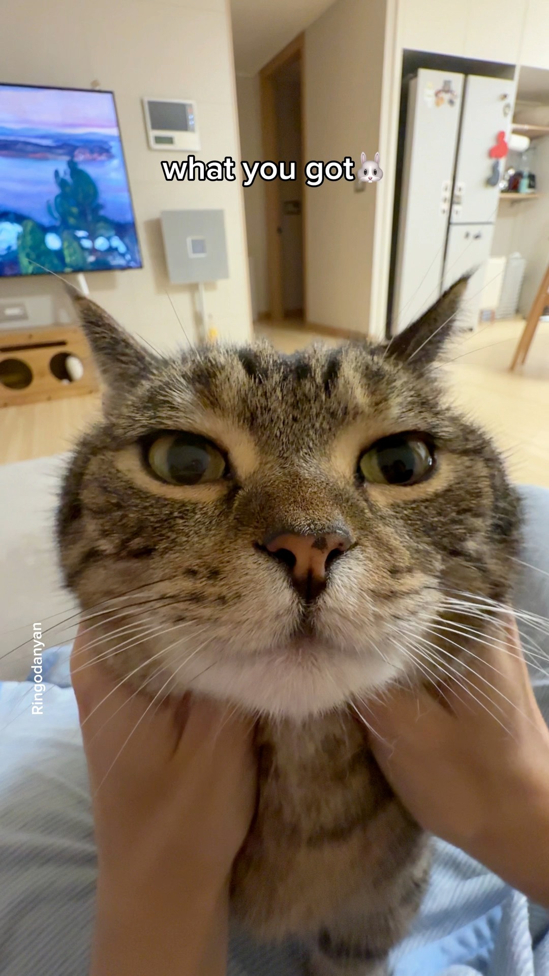 A face of many emotions😻😼😿😾 #cat #funnycat #cutecat | Ringodanyan ...