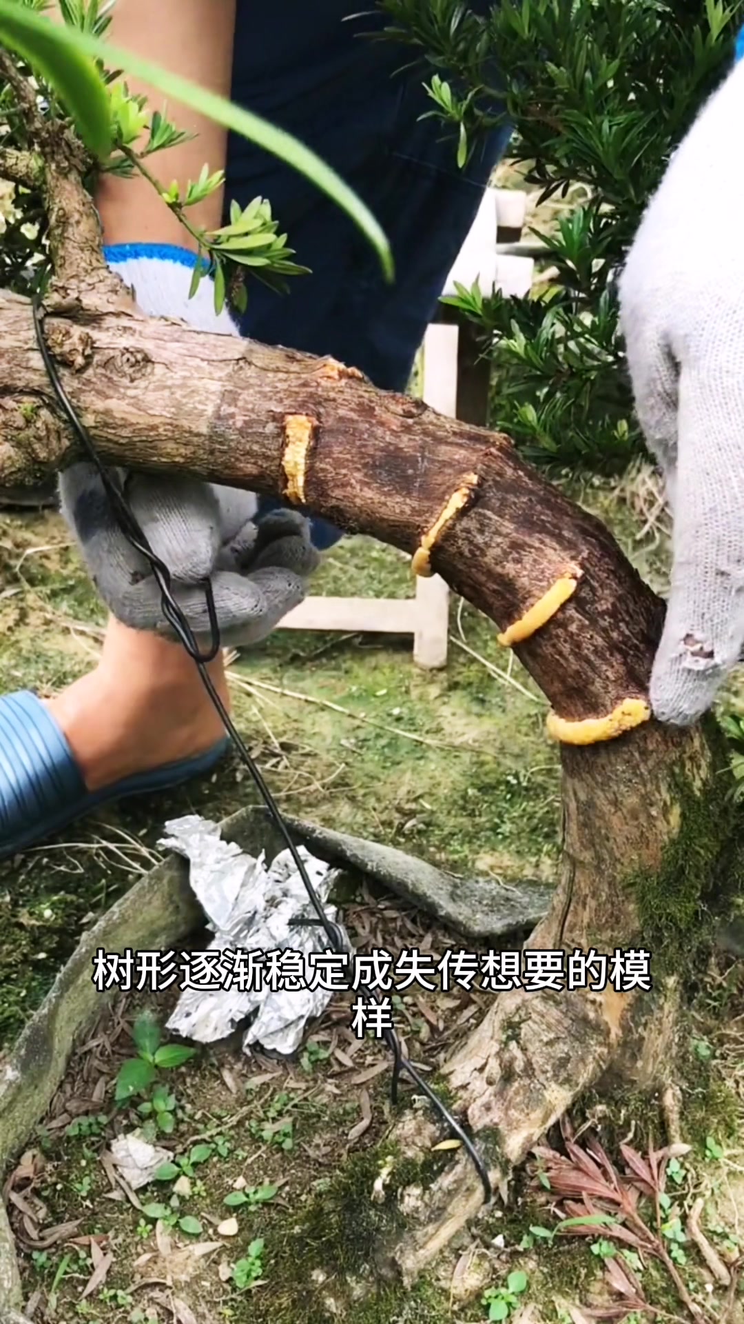 #罗汉松＃直杆锯拿弯技巧＃盆景拿弯＃ | 微观世界 | Facebook