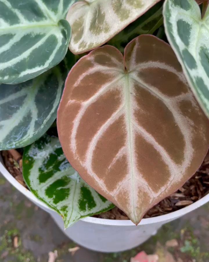 観葉植物 Anthurium Angel's Dream✖️Dorayaki 変異株