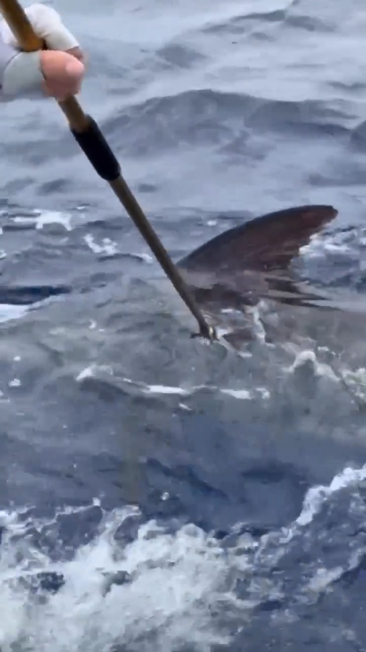 Canavieiras, Brazil - Charlote released a Blue Marlin. | Billfish ...