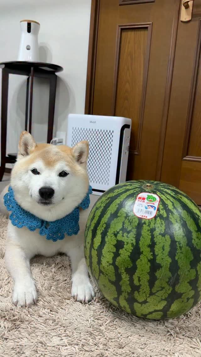 豆助座衛門（まめすけざえもん）