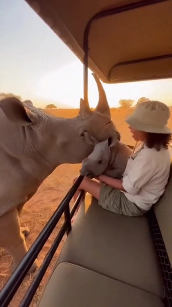 rihno & rihno cub #rhinoschallenge #fygpシ #viralchallenge | Tiny Safari ...