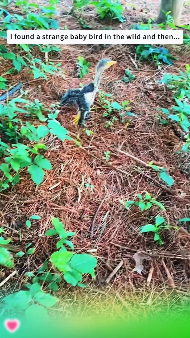 I Found A Strange Baby Bird In The Wild, And Then #animals #rescue # ...