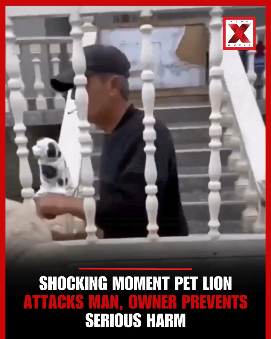 Shocking Moment Pet Lion Attacks Man, Owner Prevents Serious Harm. # ...