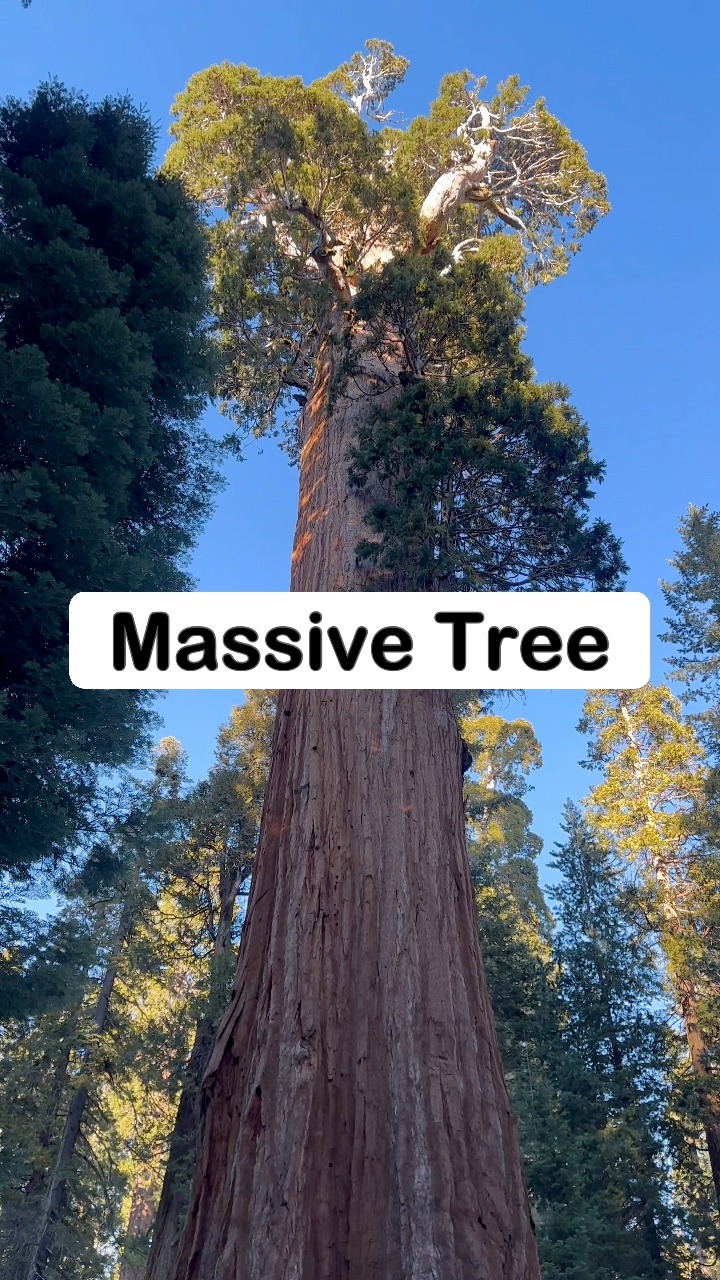 General Grant Tree #gerneralgrant #trees #tree #nature #forest # ...