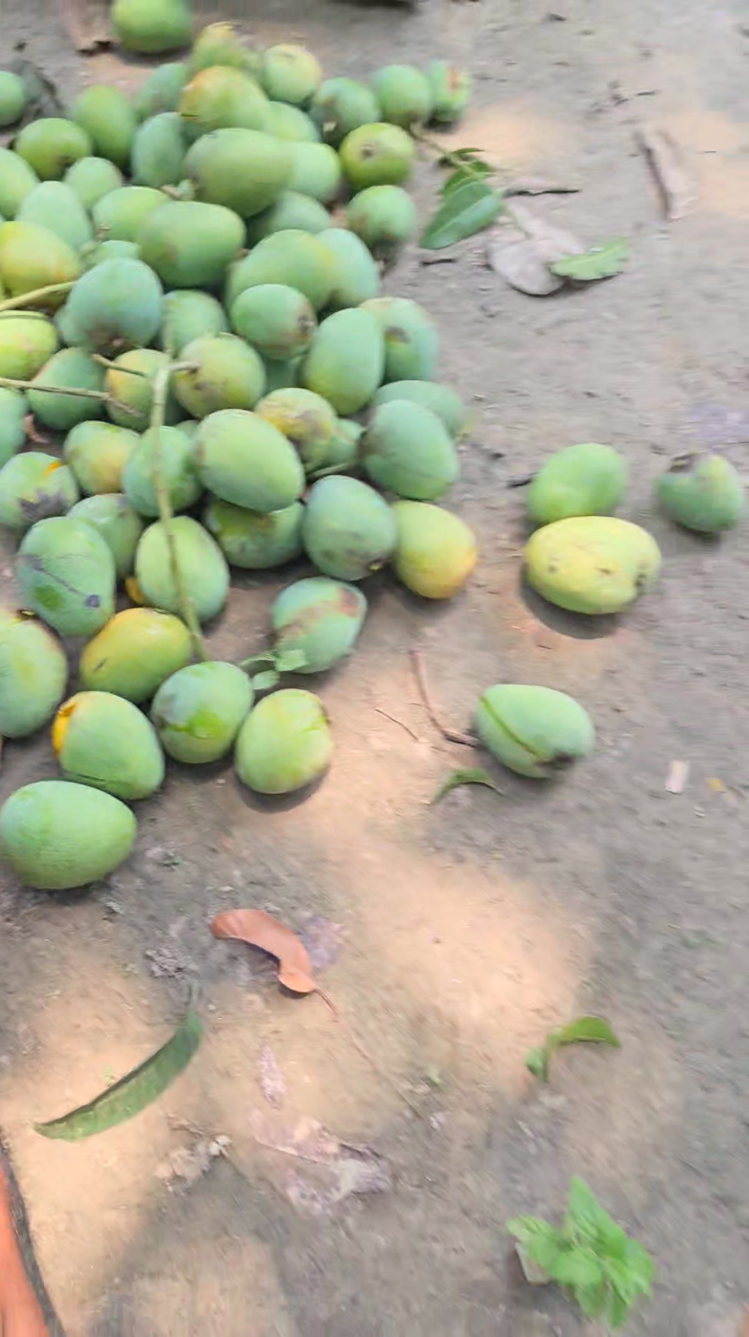 Abrar Rhusho | Rajshahi