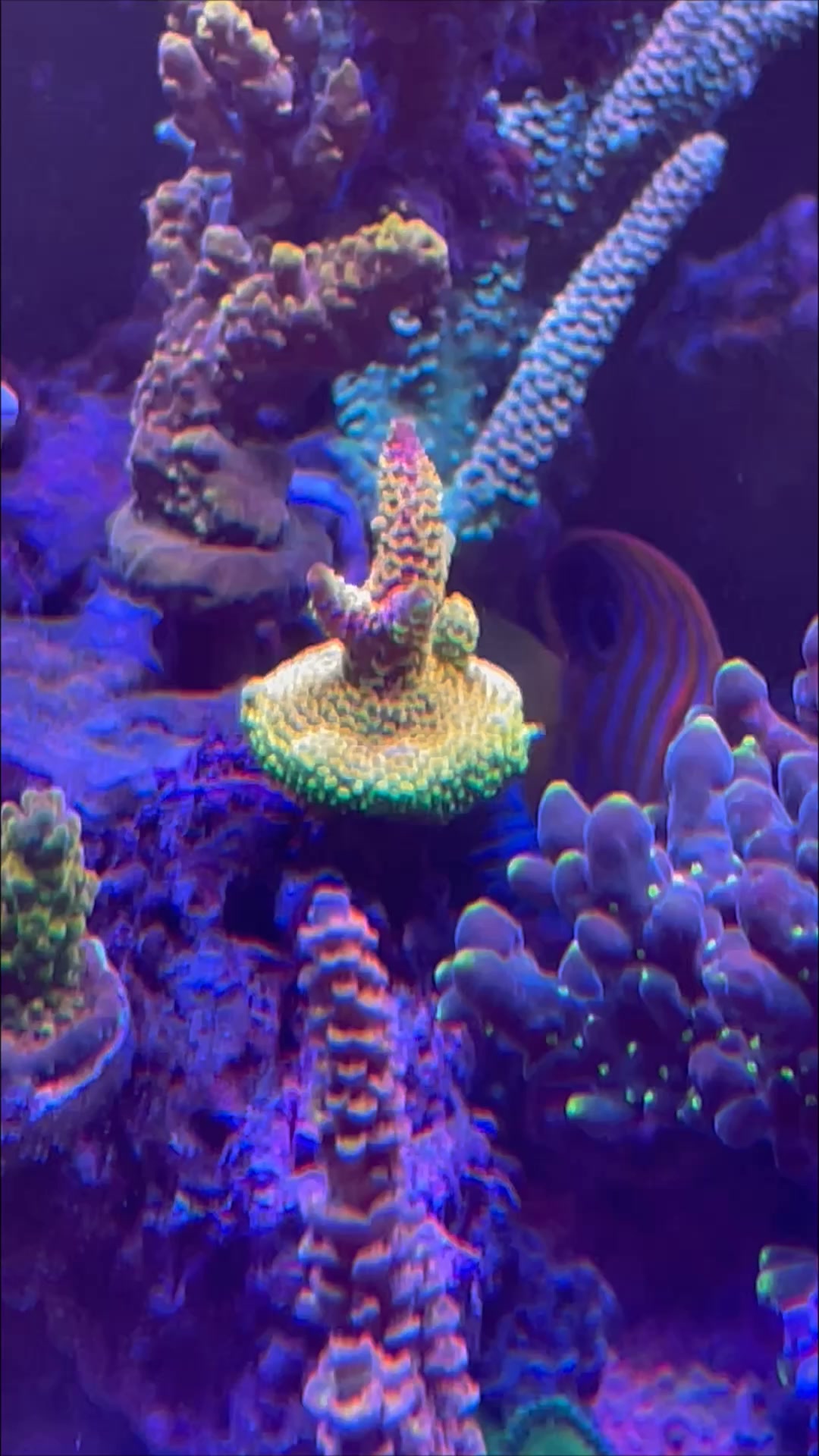 57 珊瑚57Coral