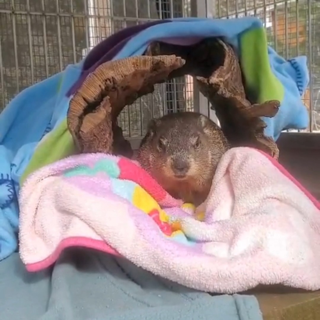 Willow the Woodchuck has... - Wildlife In Need Center | Facebook
