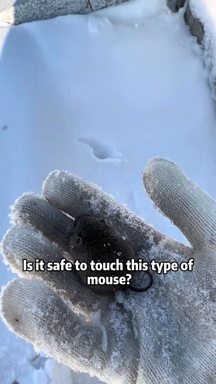 Is it safe to touch this type of mouse?#Science #popular #usa #mouse ...