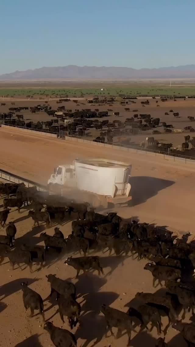 We’re not just raising cattle, we’re raising standards. At @k4ranches ...