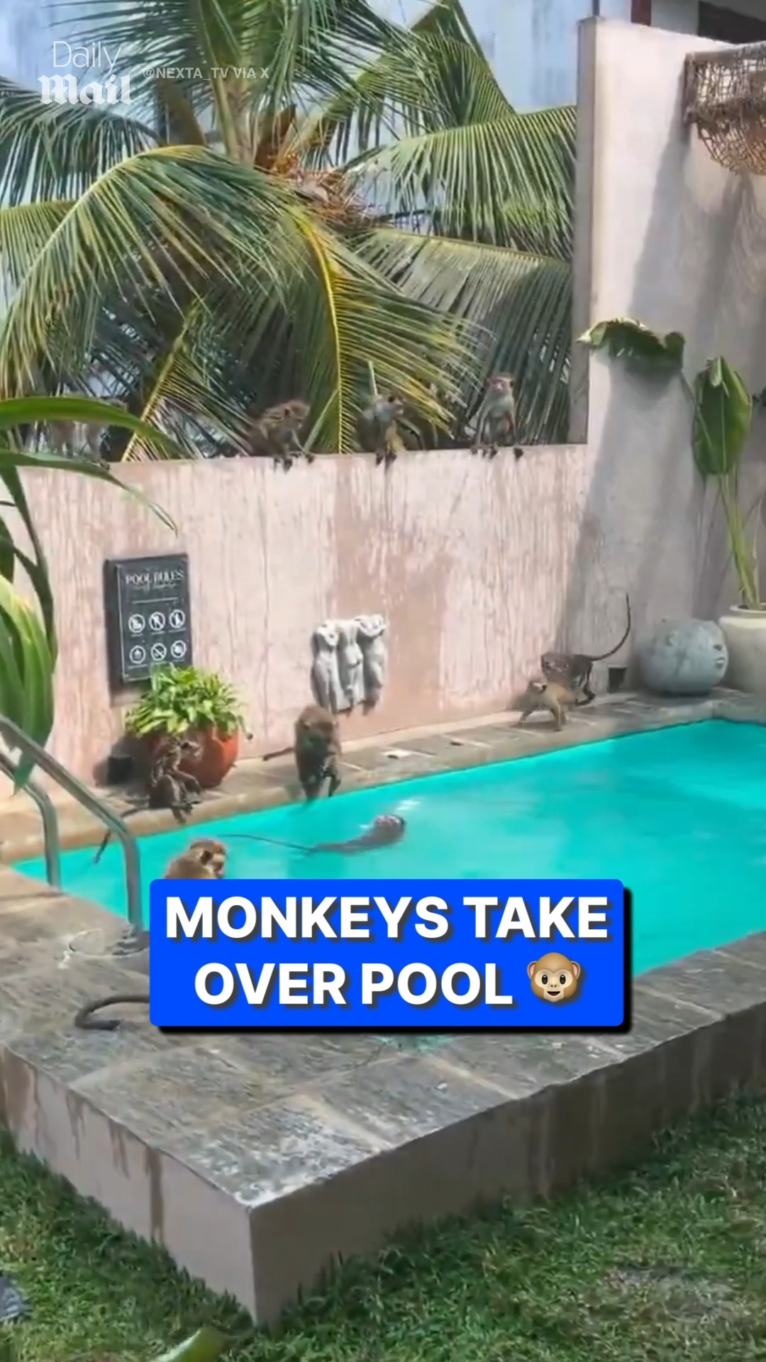 No more monkeys jumping in the pool! | Daily Mail TV | Facebook