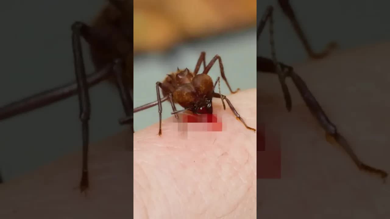 Can a soldier ant bite rip flesh? #wildlife #insects #soldierant # ...