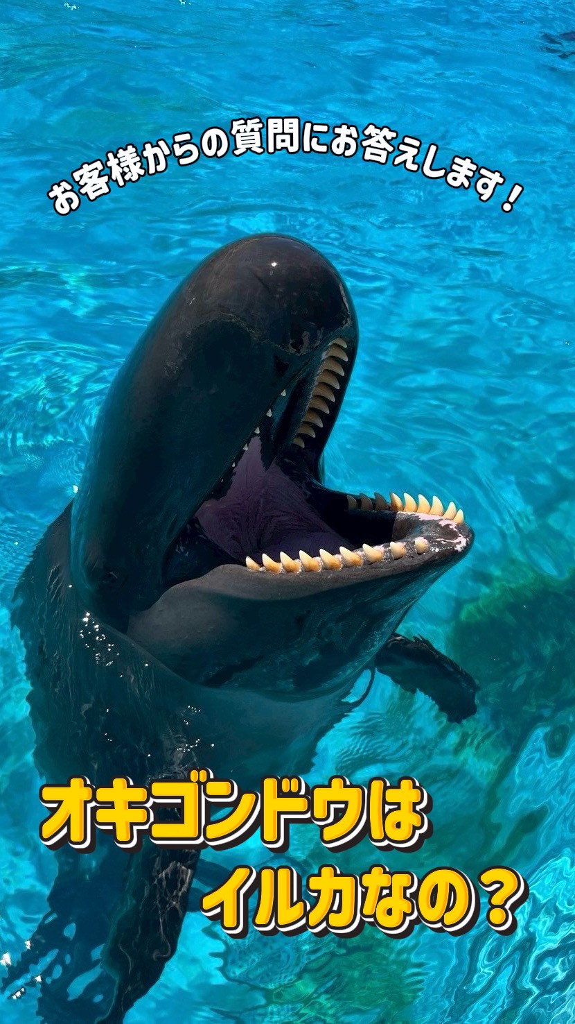 チームデミ 1984年（YOKOHAMA Dolphin） Dolphin Show at Yokohama