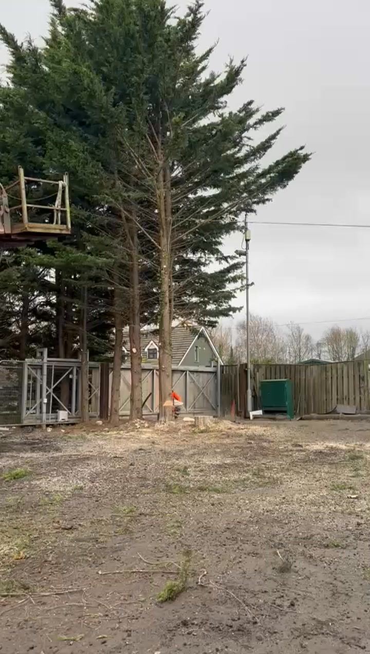 Harris Tree & Hedge Services | Dublin