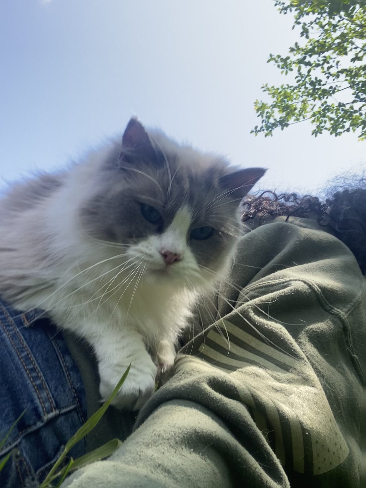Repairing cat damaged jeans?
