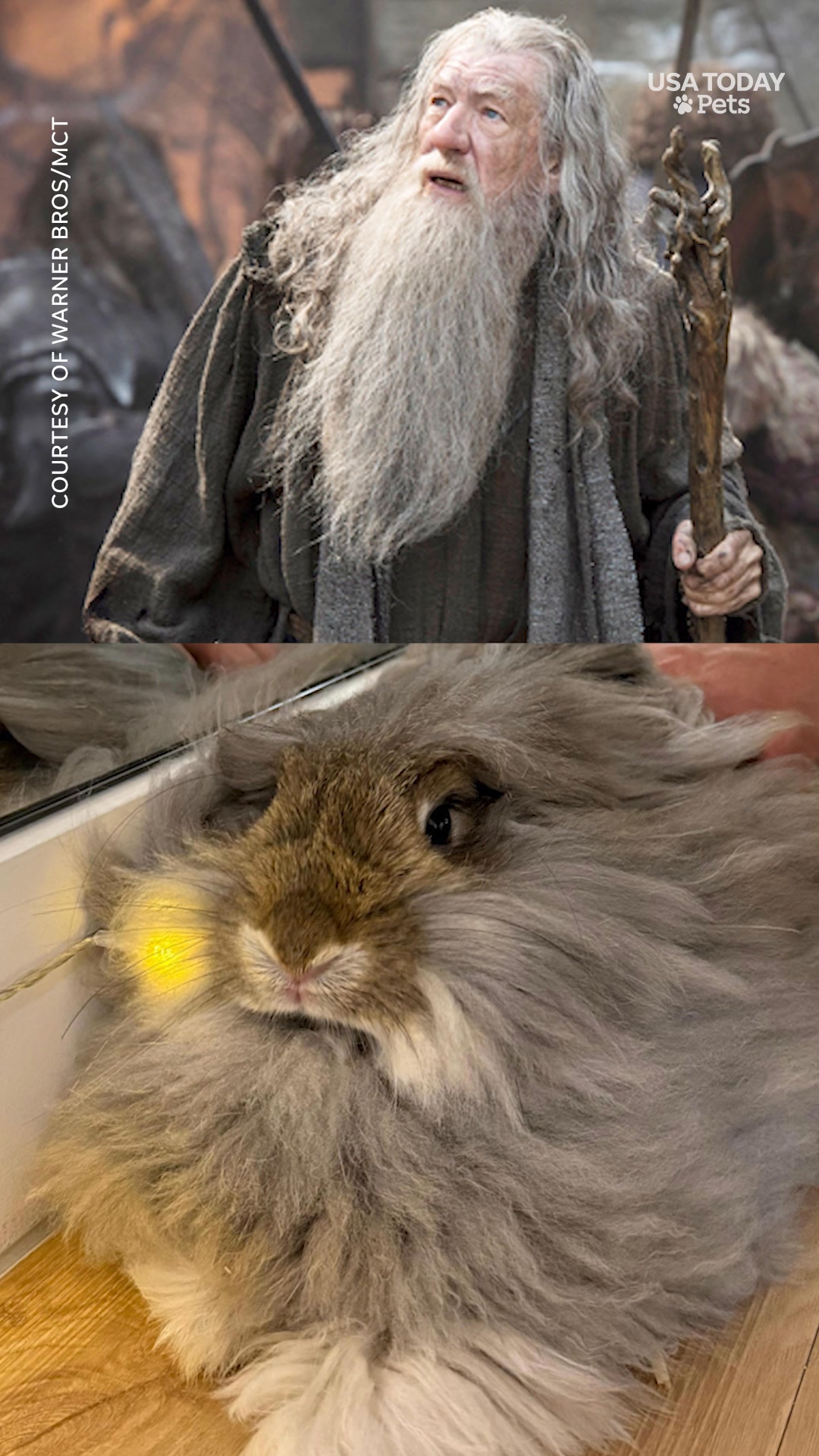 This fluffy, grey bunny may resemble a well known “Lord Of the Rings ...
