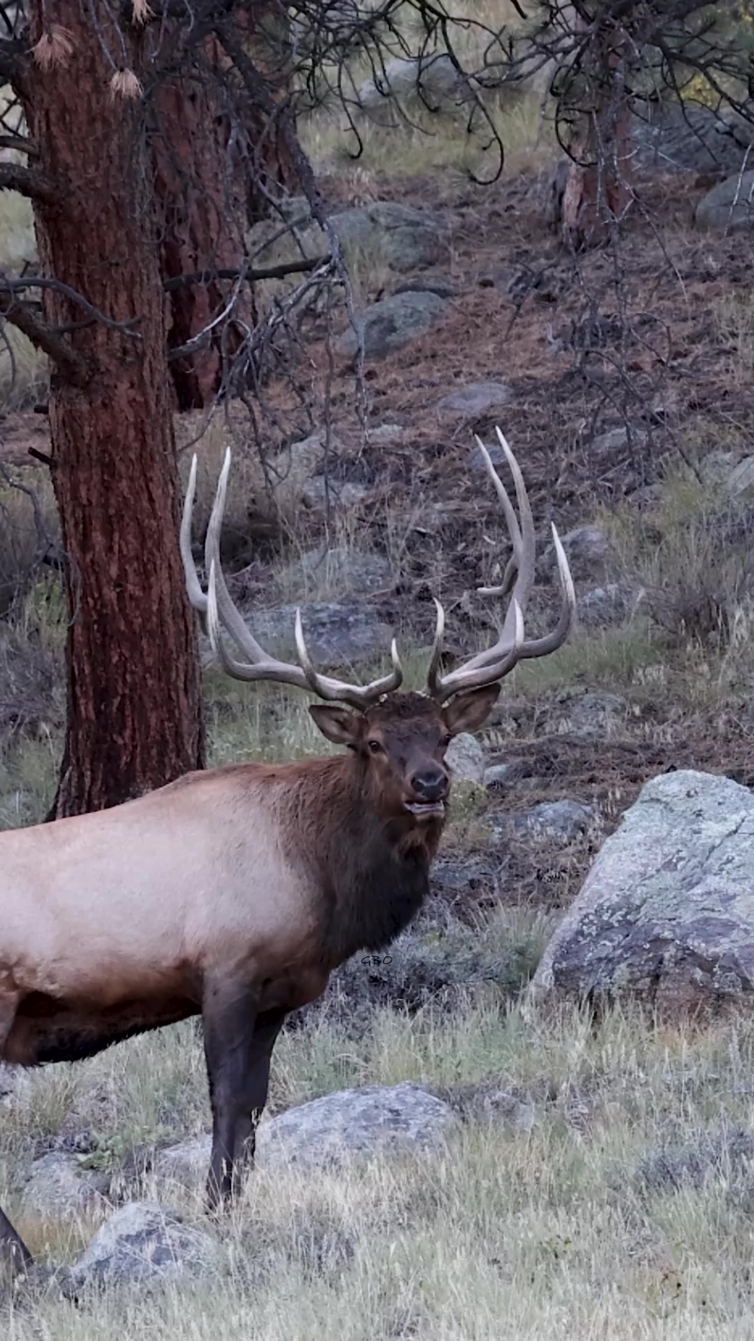 Chasing cows is hard work - even for a big bull like this one! # ...