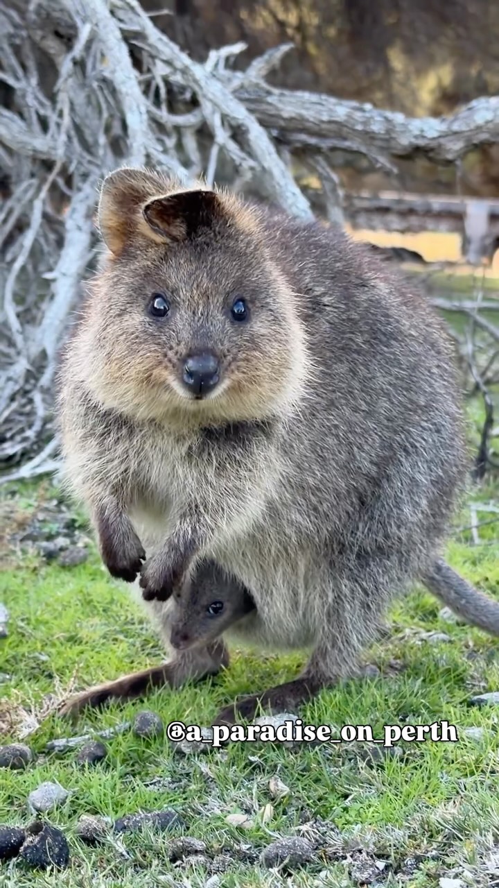 笑顔の日 の今日は「世界一幸せな動物」クオッカの笑顔14連発🐻📸 つ