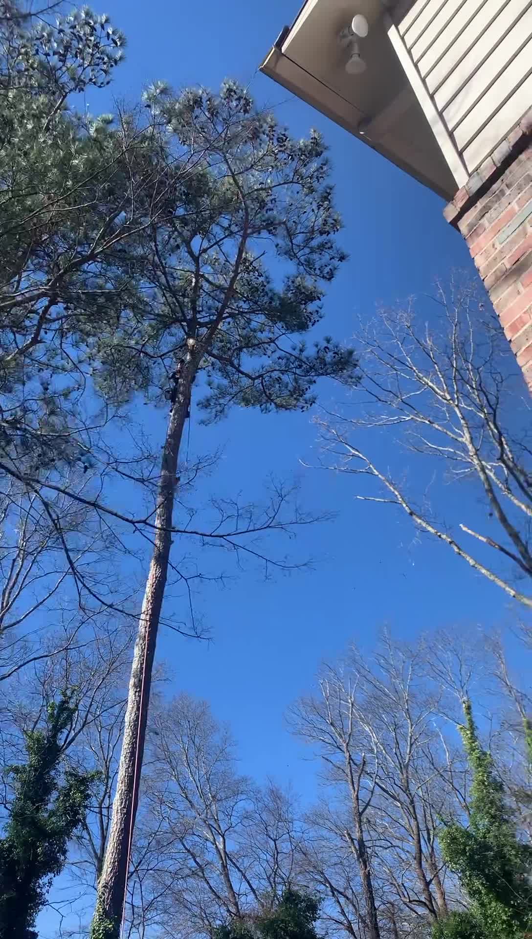 Competition Tree Service | Alabaster AL