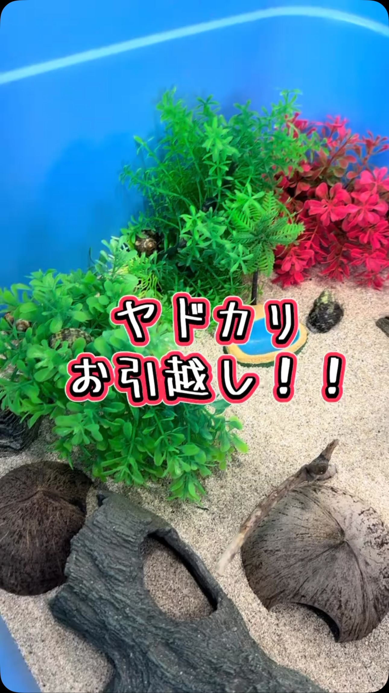 AQUA FISH | Gamo-gun Shiga