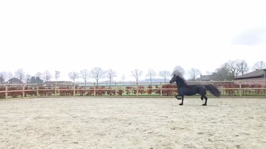 Spliethof Paarden | Bladel