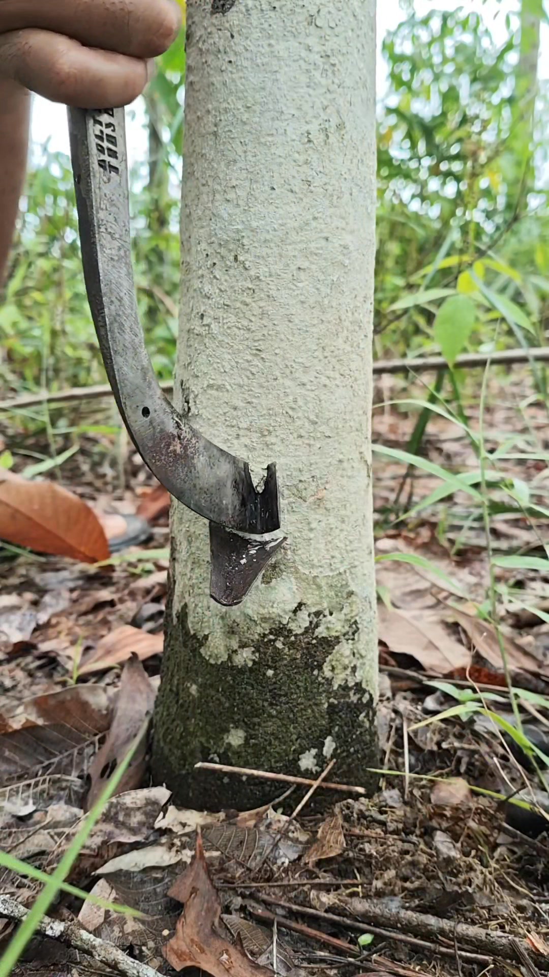 A traditional tree tapping process. Simple tools. Pure skill. “You’ve ...