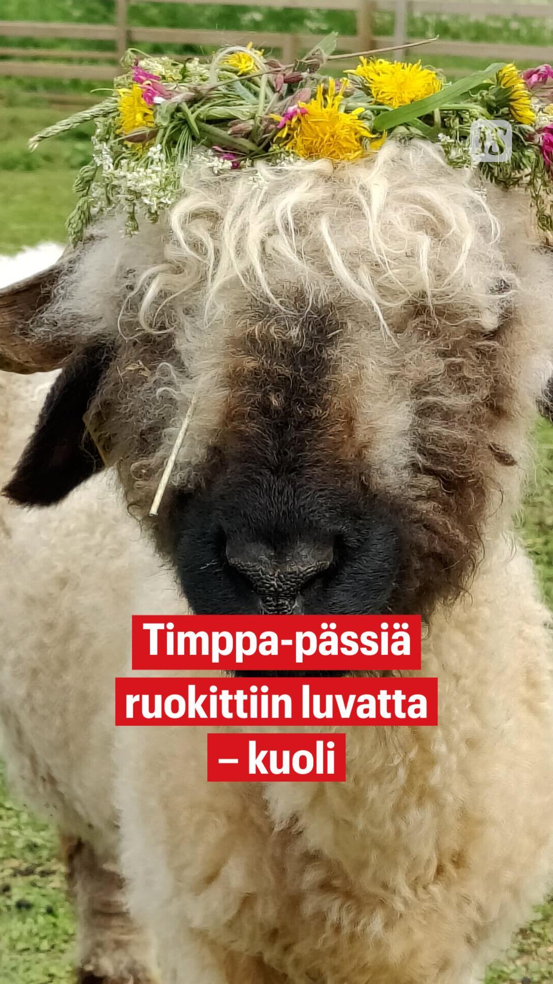 Timppa-pässi menehtyi torstaina elimistön myrkytystilan takia. 😢🤍 ...