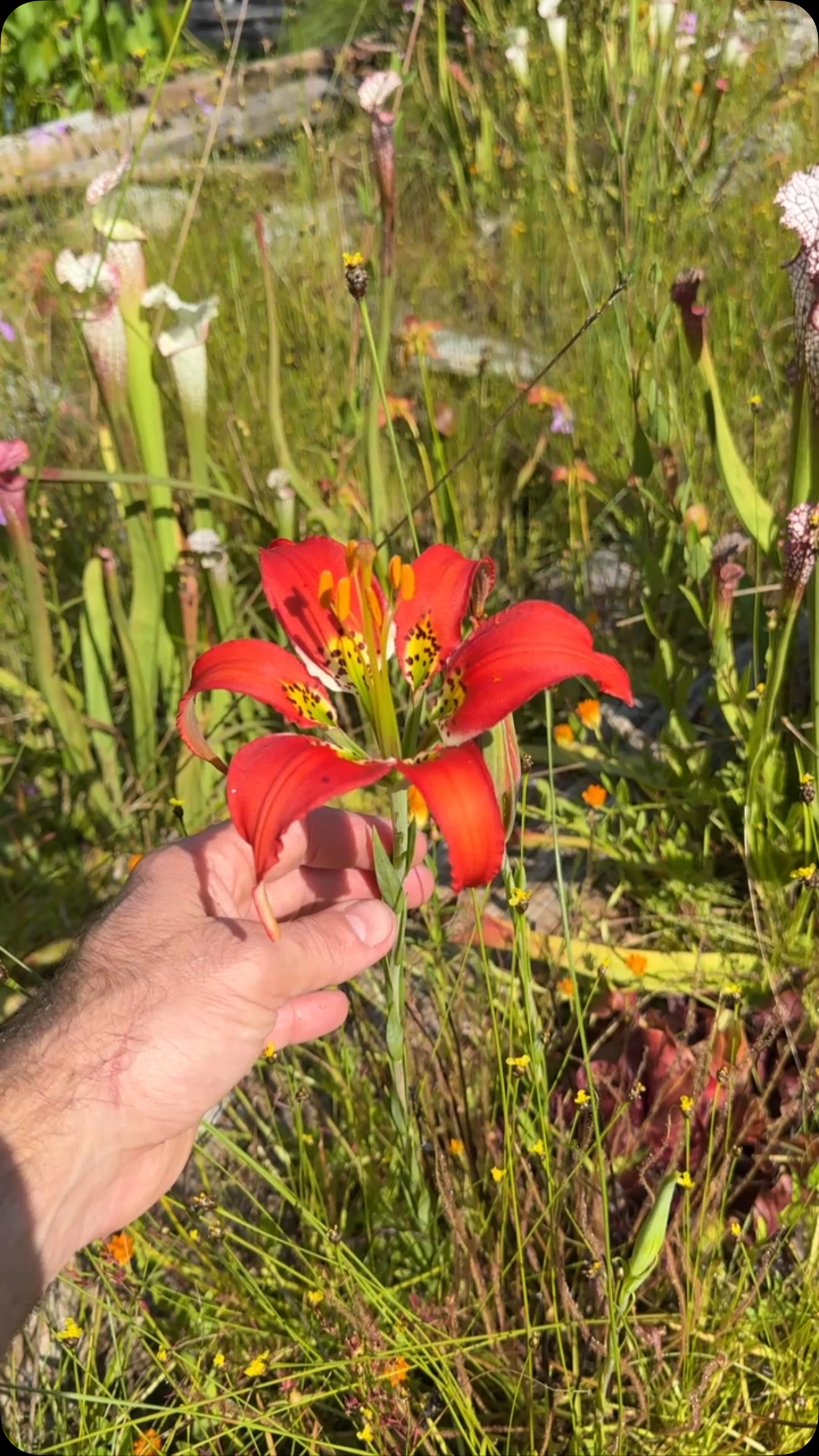 Lilium catesbaei coming into flower! | RedLeaf Exotics