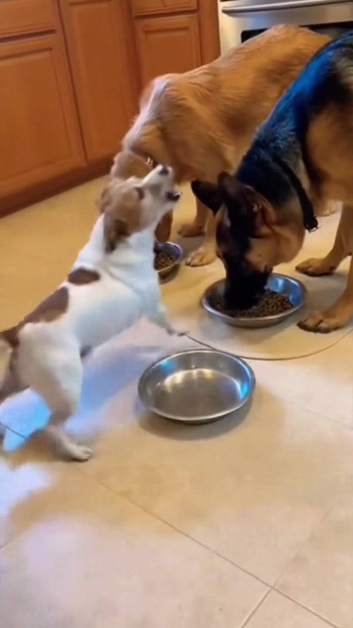 Photo inspiration: Picture Idea: Small Dog Shows Anger And Hunger While Watching Two Big