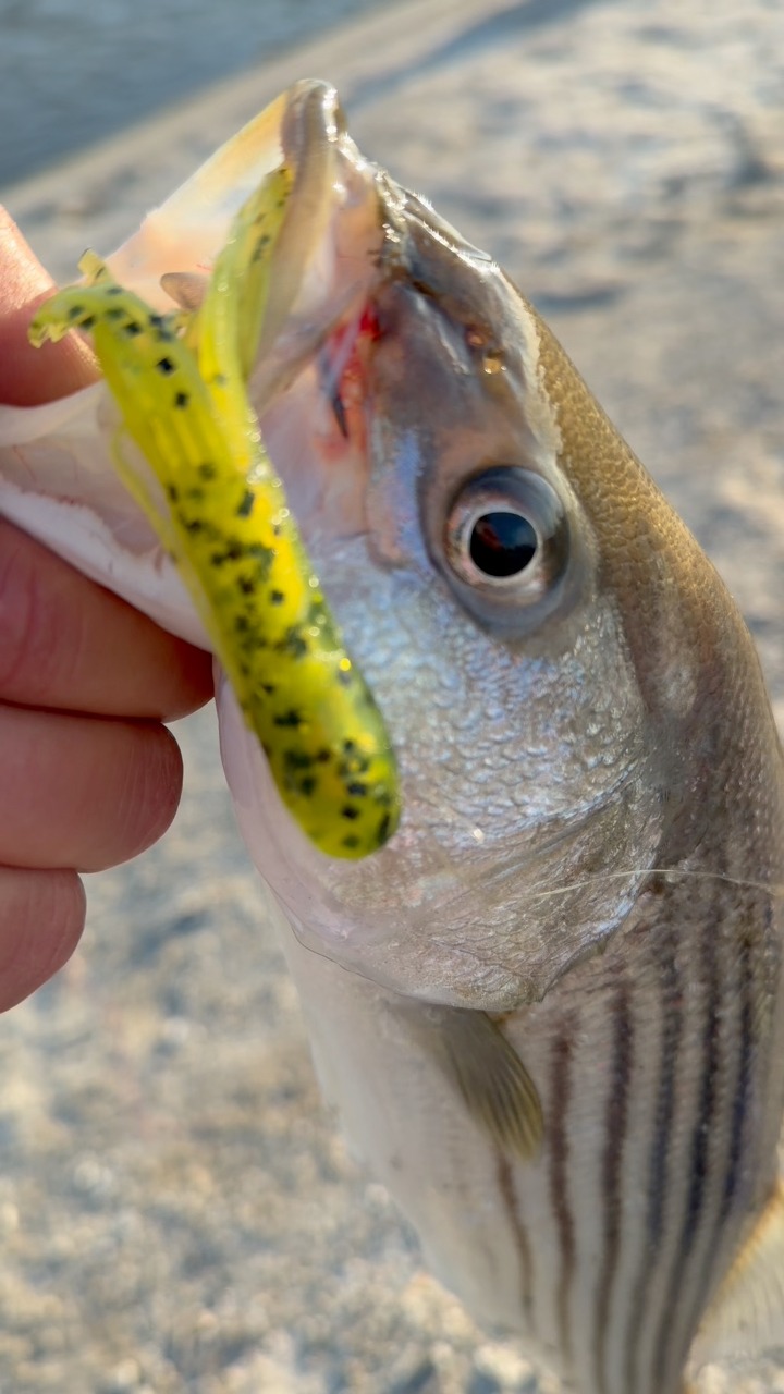 ballyhoo fishing net Build Your Own Bait The collapsible hoop net Color:Blue Shiner - CM-4 7 Jeep ideas | silver fishing lure