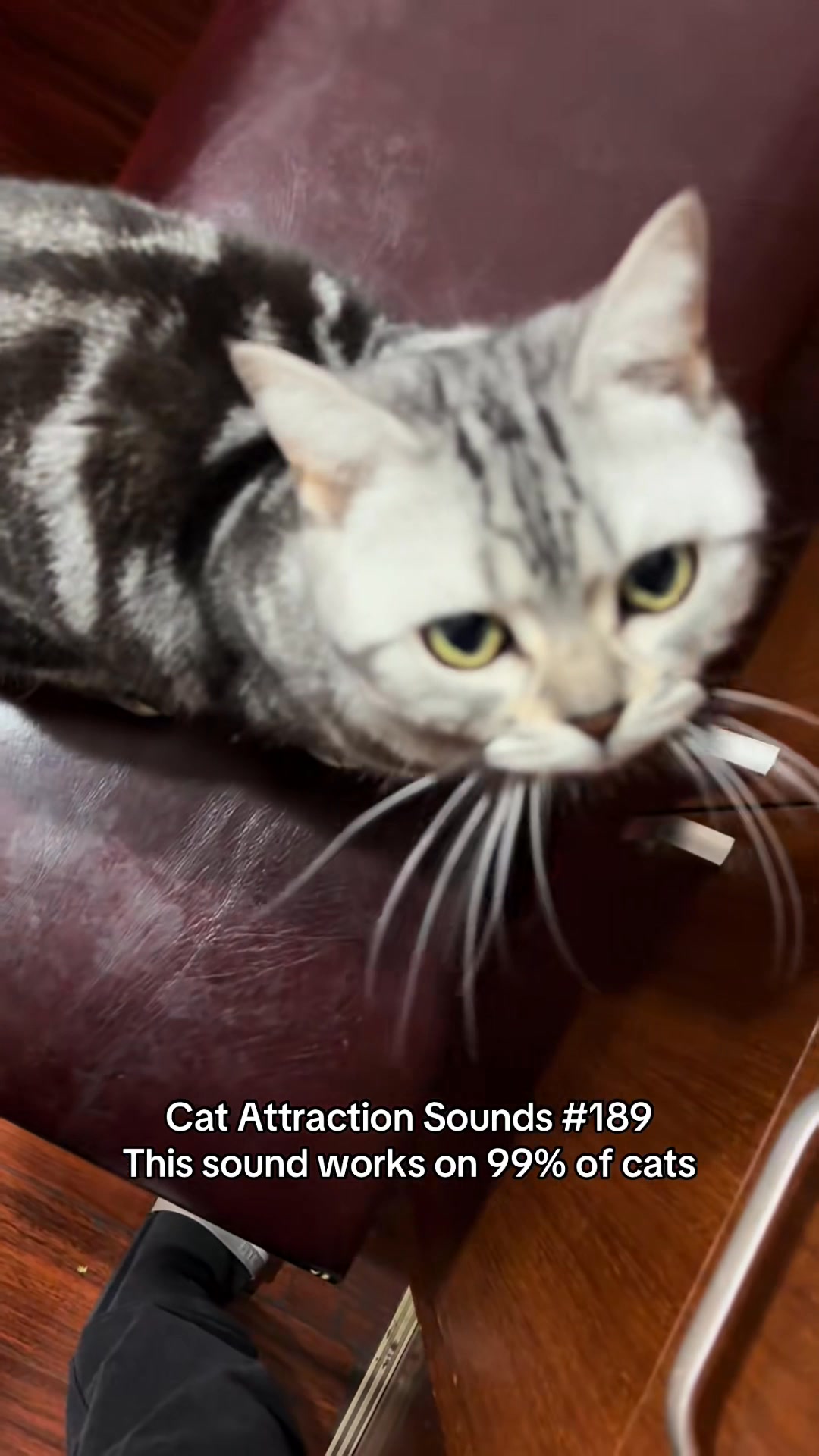Play this sound to attract your cat 😺🎵 #usa🇺🇸 #catsounds #catcalling # ...