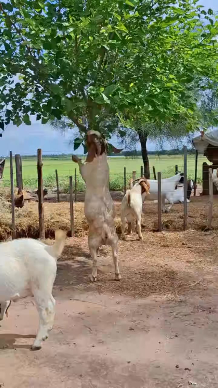 The Boer goat is a true symbol of strength and adaptability. Renowned ...