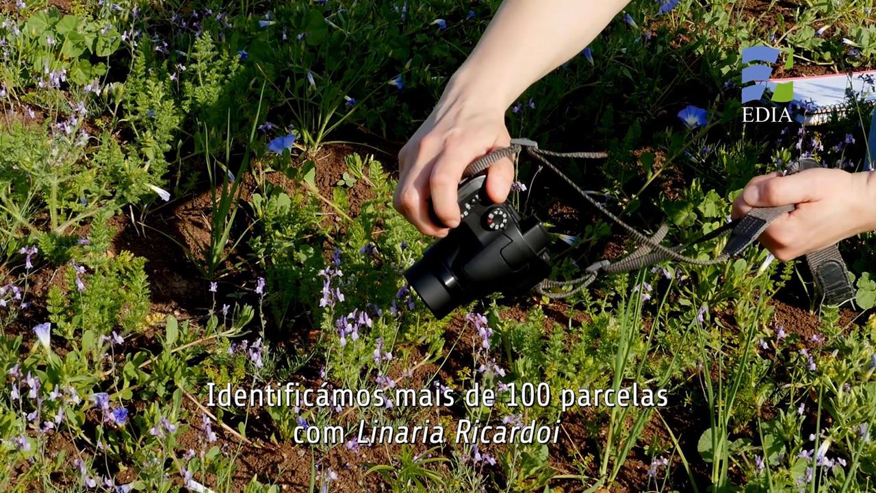 A Linaria ricardoi é uma planta endémica do Sul de Portugal ...